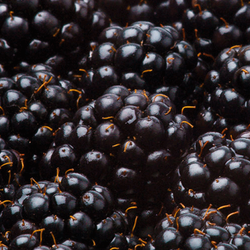 Blackberries HoReCa ТМ «Rud»